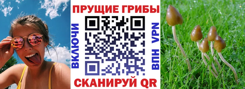 как найти наркотики  Пролетарск  Псилоцибиновые грибы MAGIC MUSHROOMS 